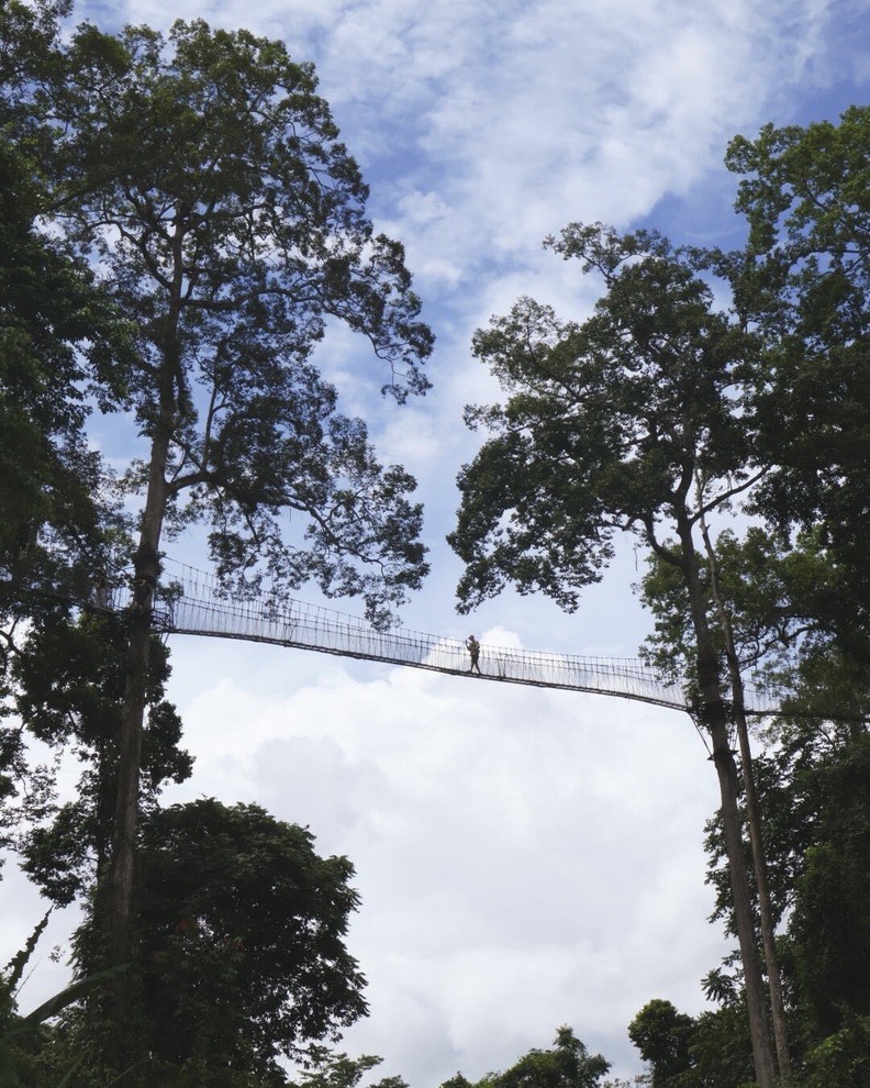 A lone figure crosses a high canopy suspension bridge between tall trees against a cloudy sky.