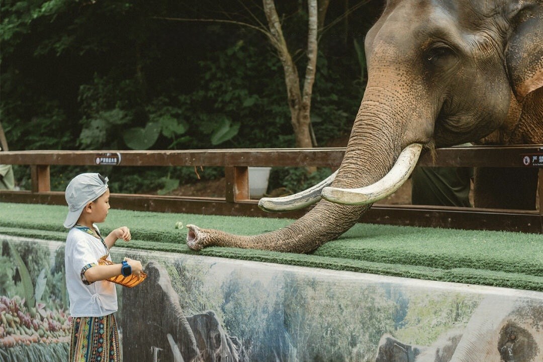 A child in Dai costume hand-feeding an elephant in Xishuangbanna — the family-trip moment kids actually remember