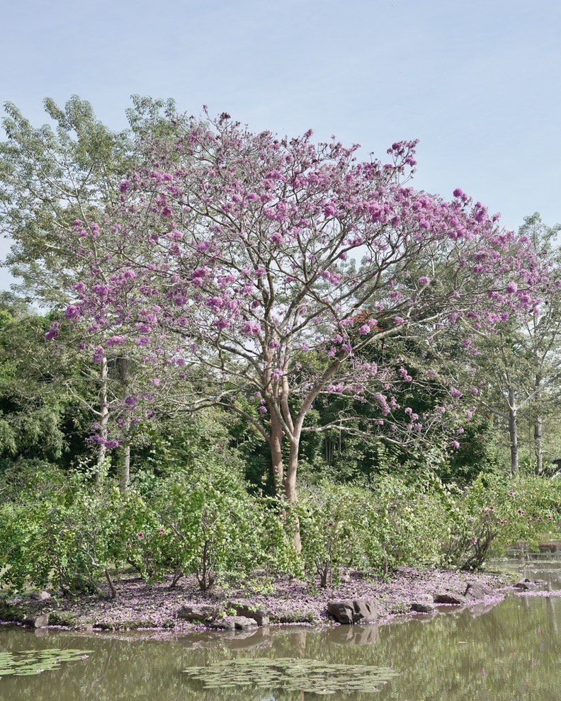 A tree in full pink blossom on a garden islet beside a still pond, its fallen petals scattered on the water's edge.