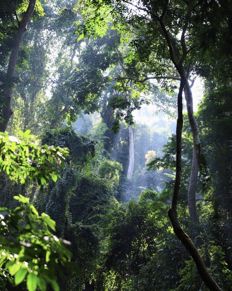 Soft morning light filters through the dense green foliage and vines of the rainforest interior.