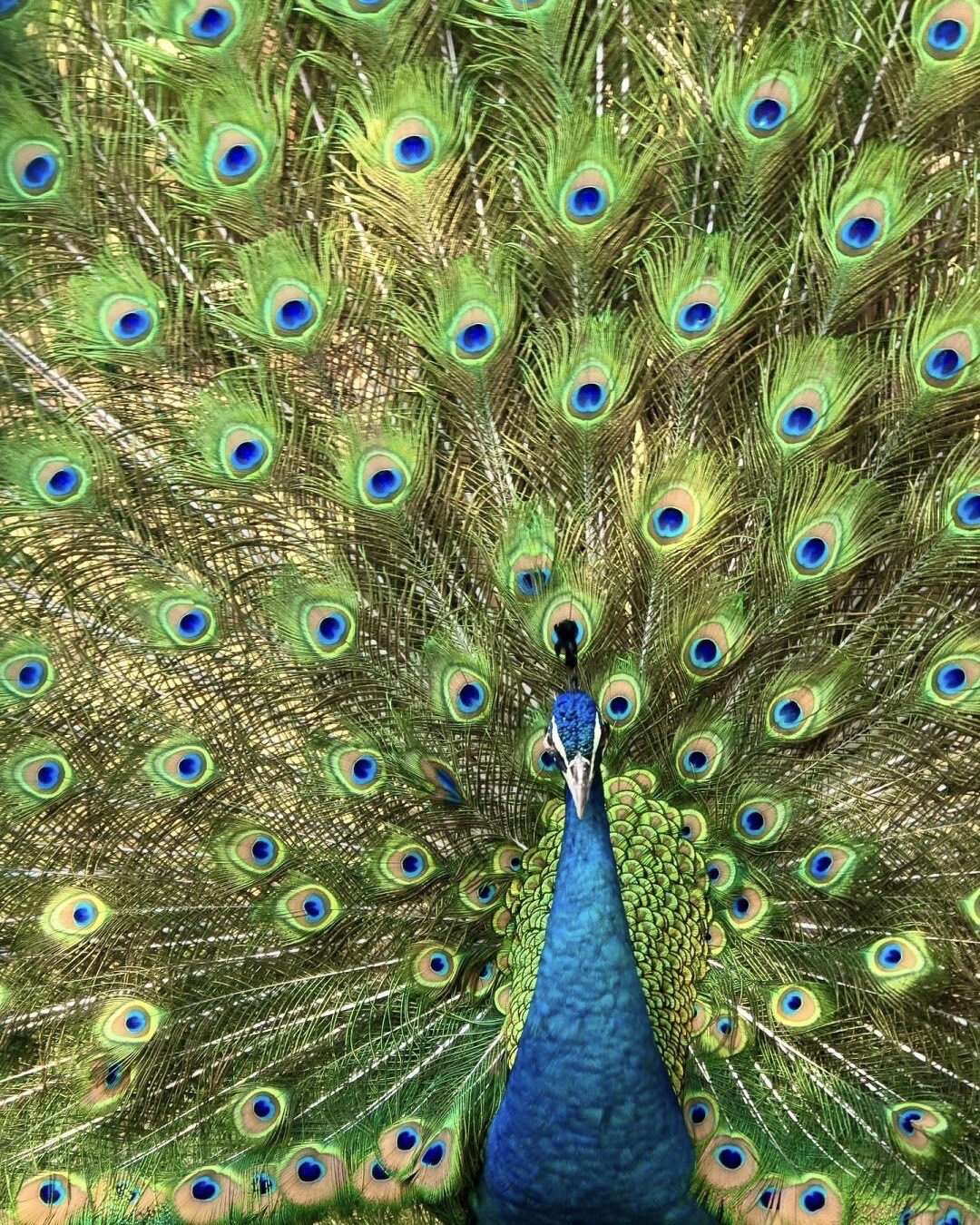 A blue peacock displaying its fully fanned tail feathers with iridescent eye-spots filling the frame.