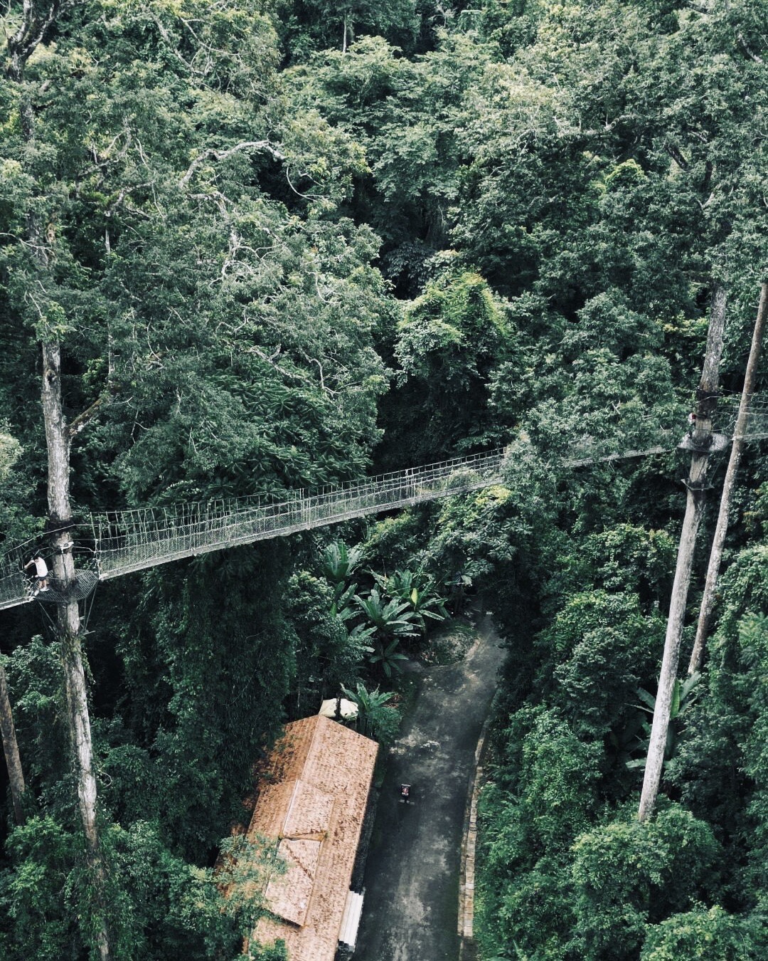 Aerial view of a rope suspension walkway strung between rainforest treetops above a thatched-roof building and path.