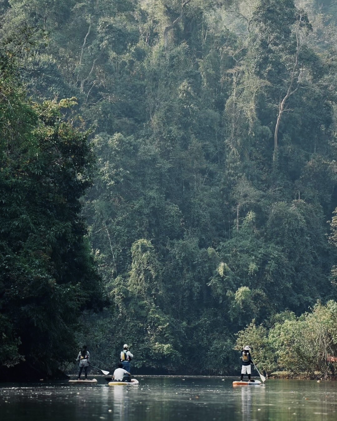 Three people paddleboard on a still river below a misty, densely forested rainforest hillside.