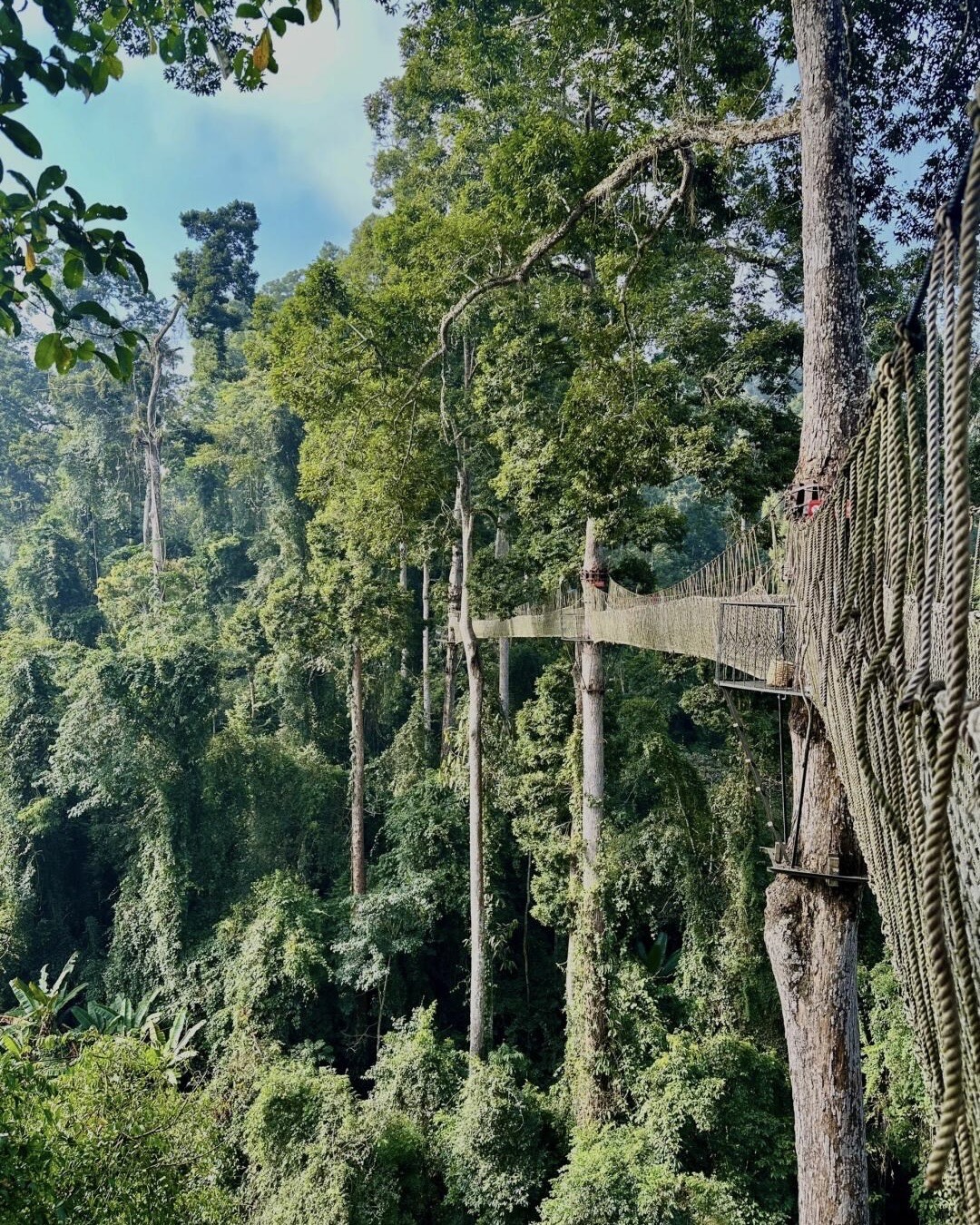 A rope canopy walkway anchored to a tall tree stretches through the sunlit rainforest treetops under a blue sky.