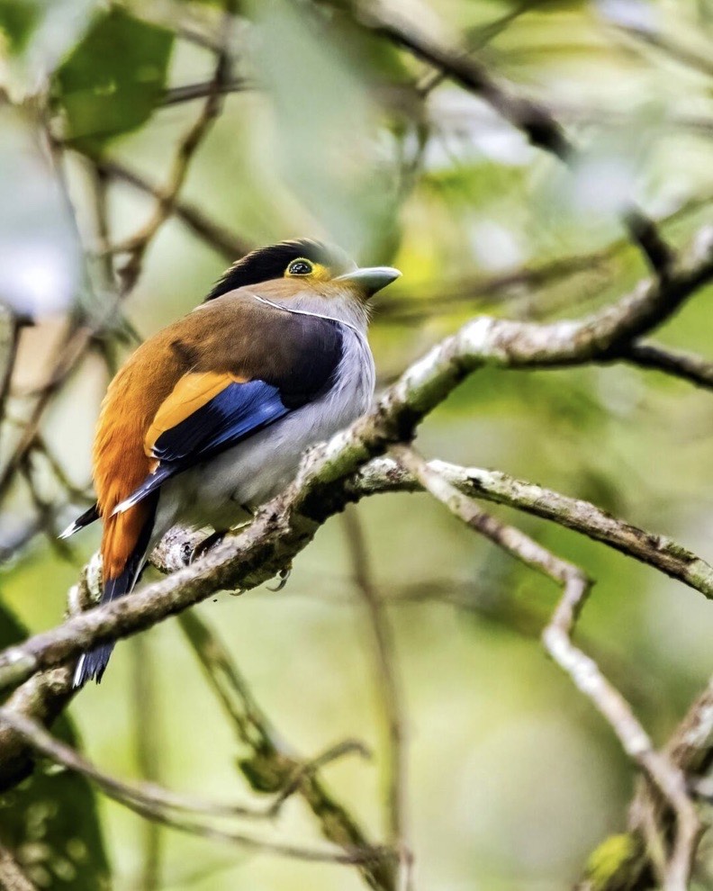 A colourful silver-breasted broadbill with orange, blue and black plumage perched on a mossy rainforest branch.
