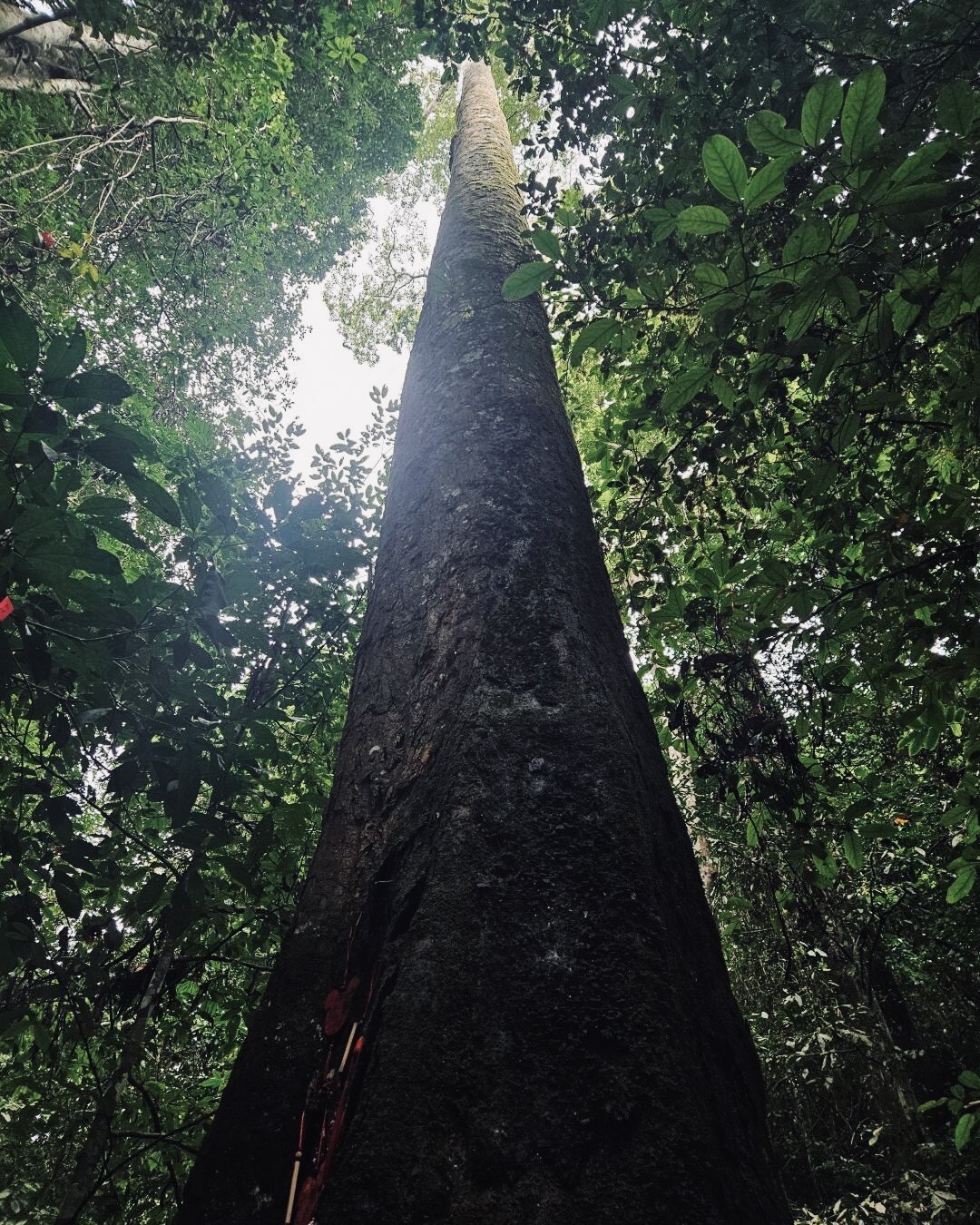 Looking up the tall straight trunk of a towering rainforest tree into the leafy green canopy above.