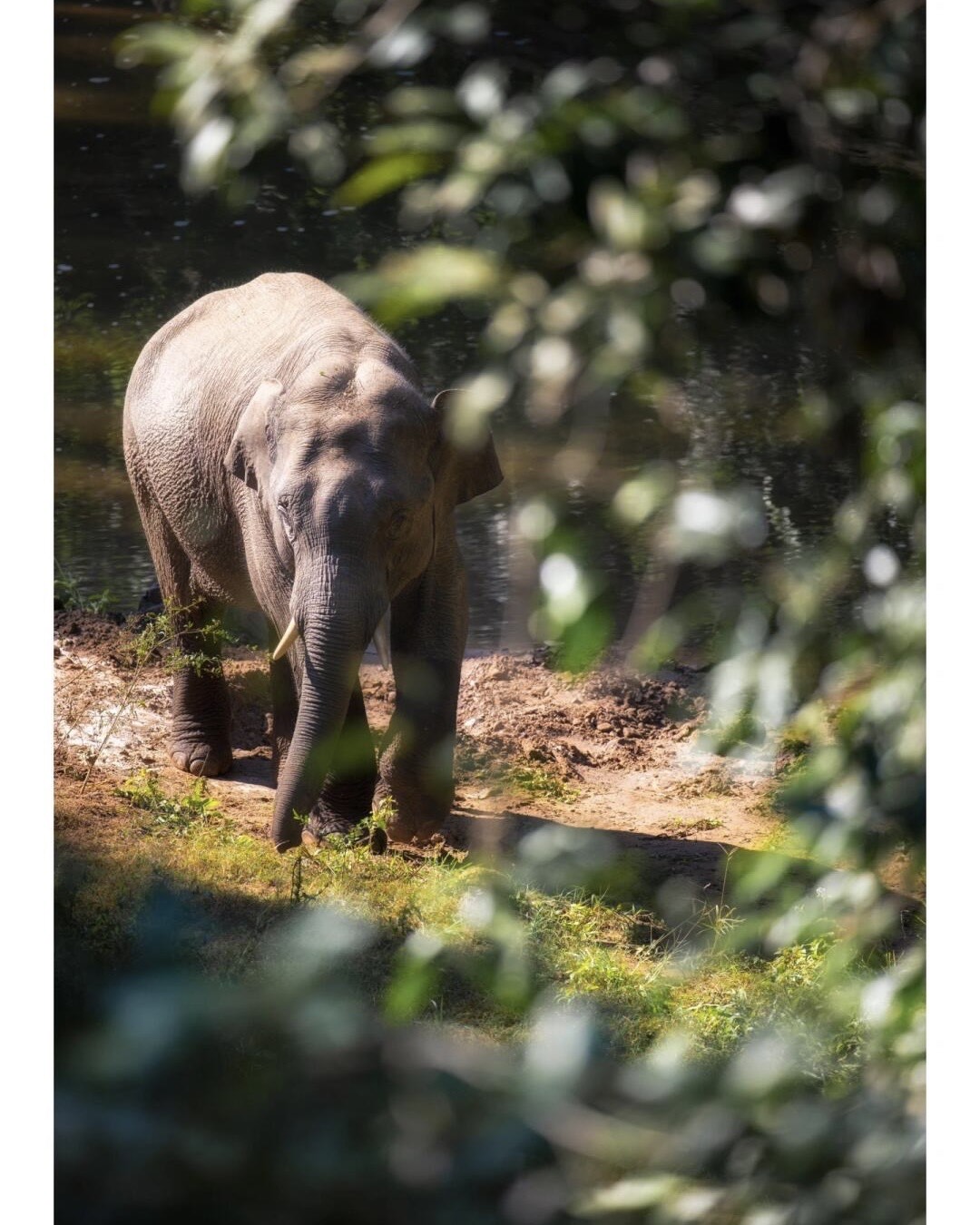 A lone Asian elephant walking beside a forest waterline, framed by out-of-focus green leaves in Xishuangbanna.