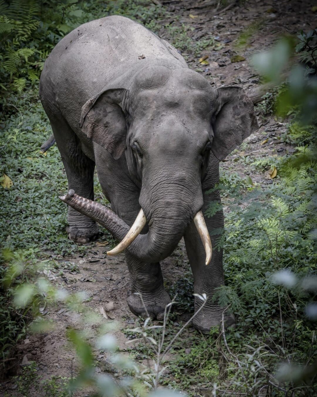 A wild Asian elephant with curved tusks walking along a forest trail surrounded by ferns and green undergrowth.