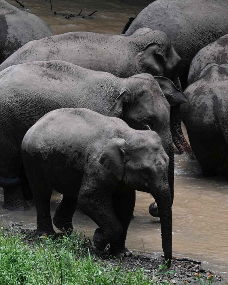 A herd of Asian elephants including a young calf gathered at a muddy river bank in Xishuangbanna.