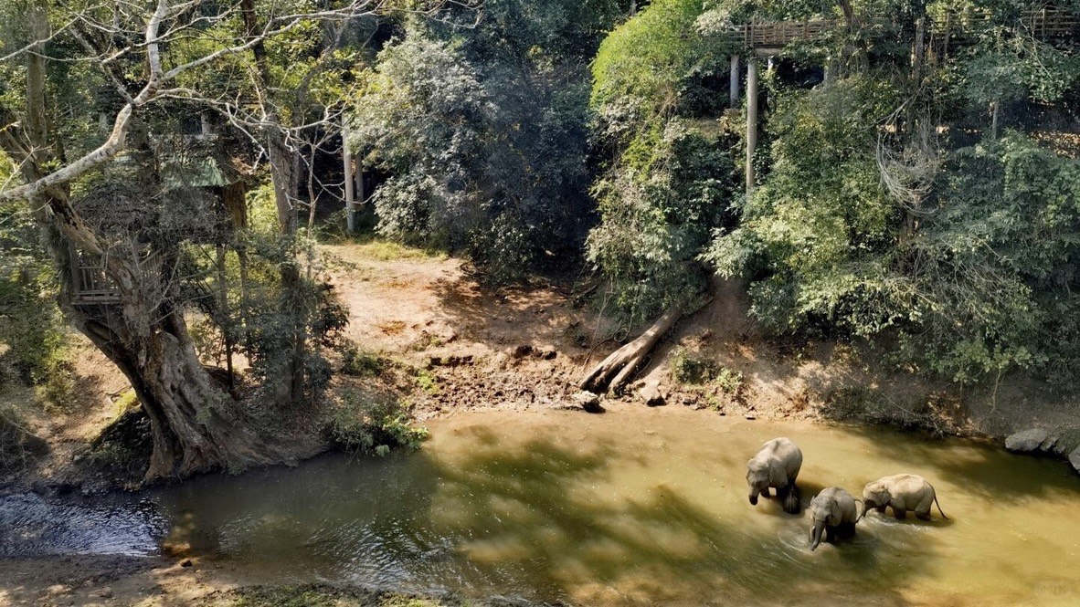 Three elephants wade across a shallow forest river below treehouse platforms set among riverside trees.