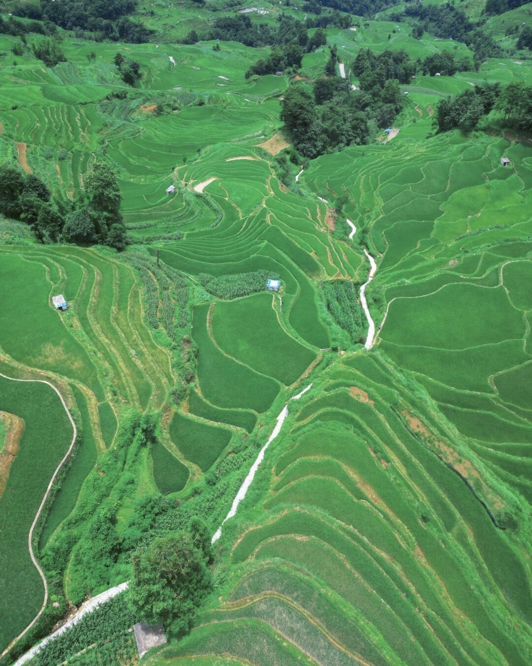 Aerial view of lush green Yuanyang rice terraces layered across rolling hillsides with winding footpaths.