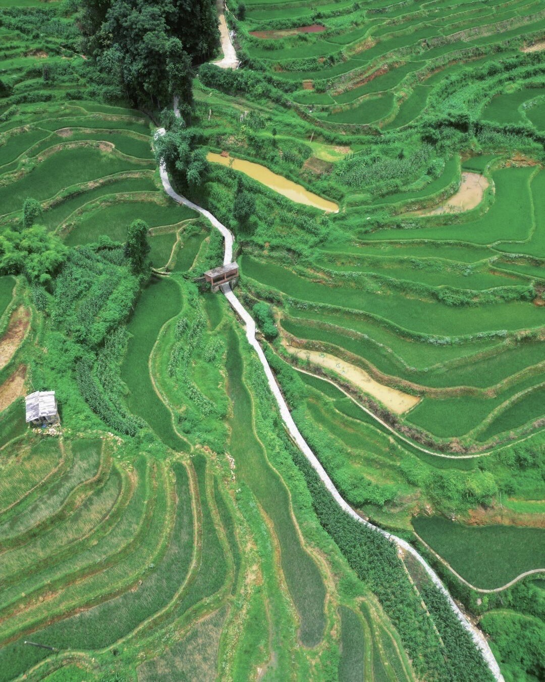 Aerial view of green summer rice terraces curving across a hillside, threaded by a pale winding path.