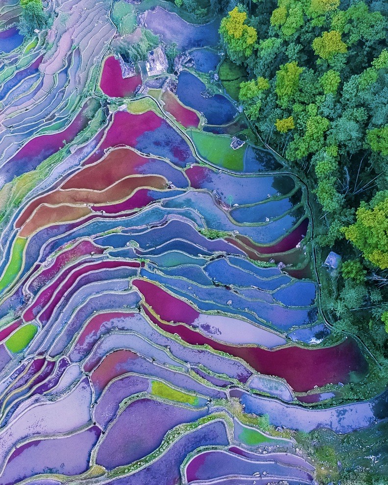 Overhead view of Yuanyang water terraces glowing purple, pink and blue beside a stand of green trees.