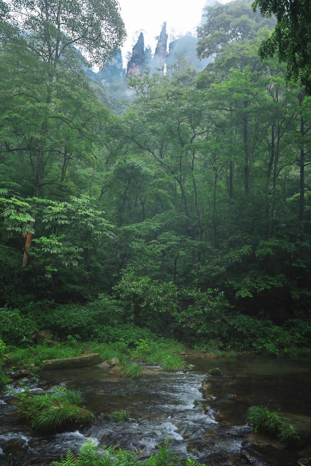A clear stream runs through dense green forest with misty sandstone pillars rising behind the trees in Zhangjiajie.
