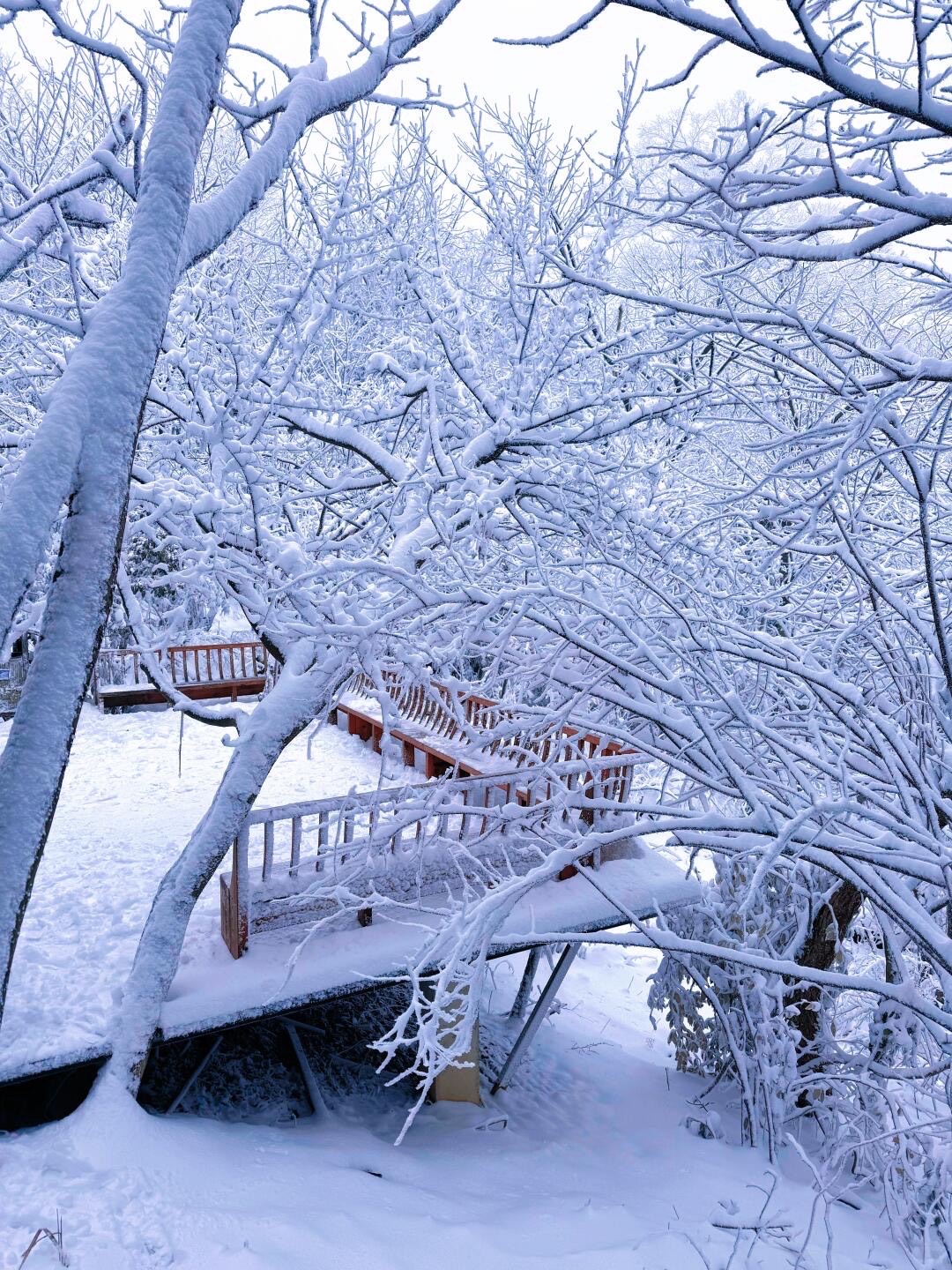 Elevated cliff-edge walkway winds through snow-frosted forest on a misty mountain slope at Tianmen Mountain.