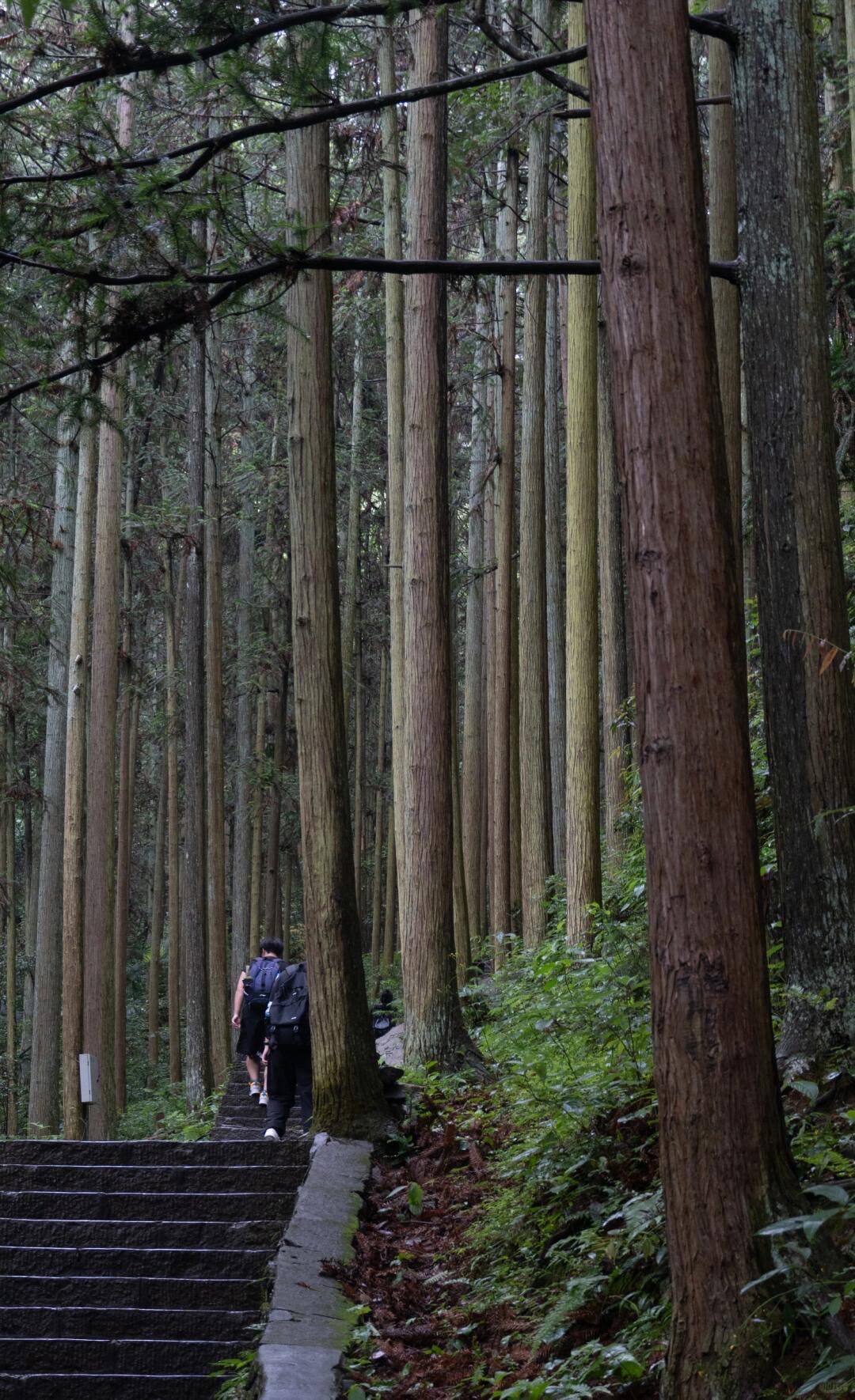 Hiker with a backpack climbs stone steps through a dense forest of tall, straight cypress trees in Wulingyuan.