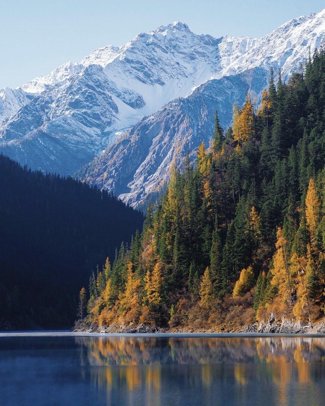 Golden autumn larches beside a turquoise lake framed by snow-capped Jiuzhai peaks