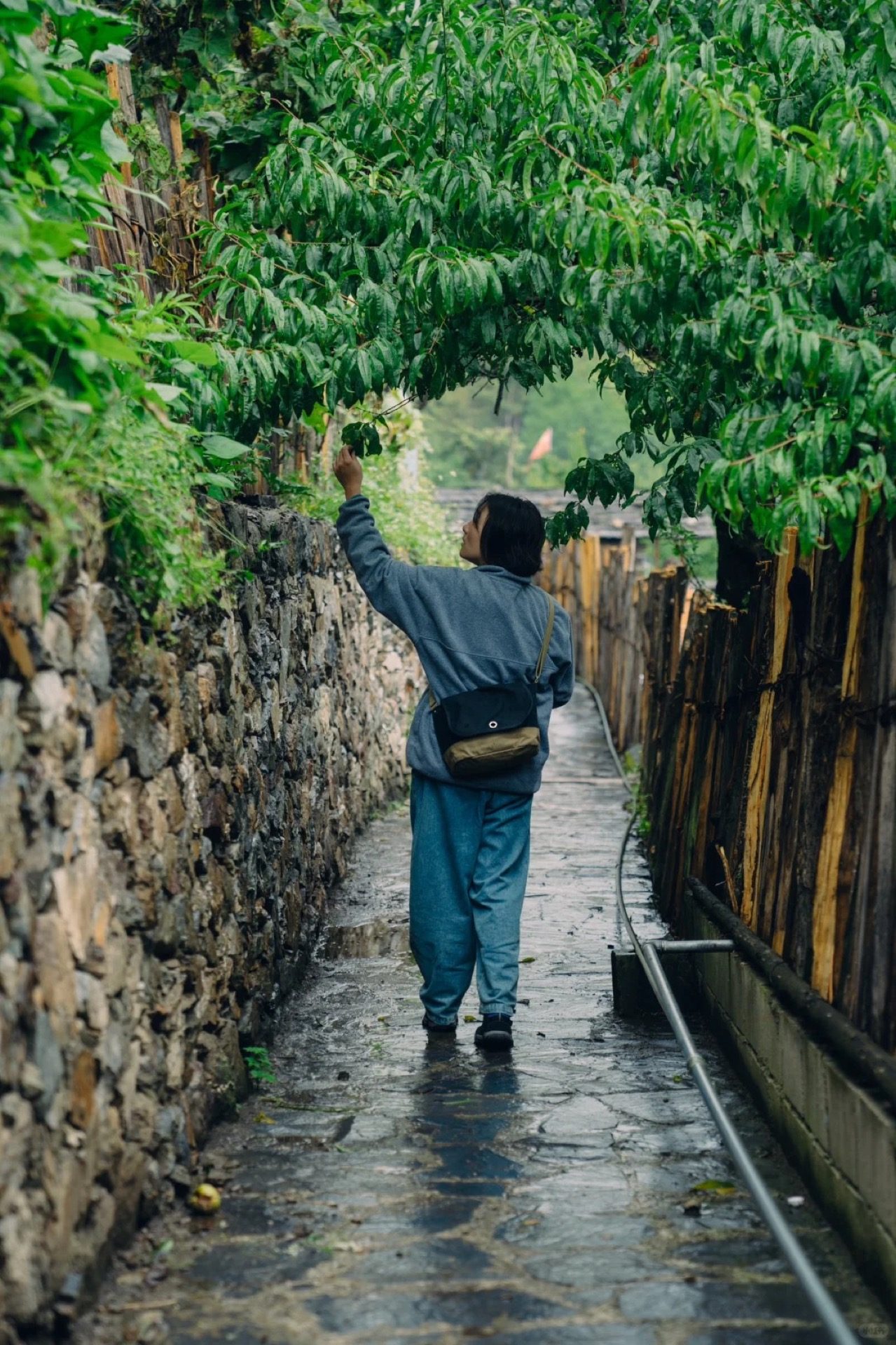 Forest path winding through pine and rhododendron toward a Meili-area village — China's Last Frontier loop
