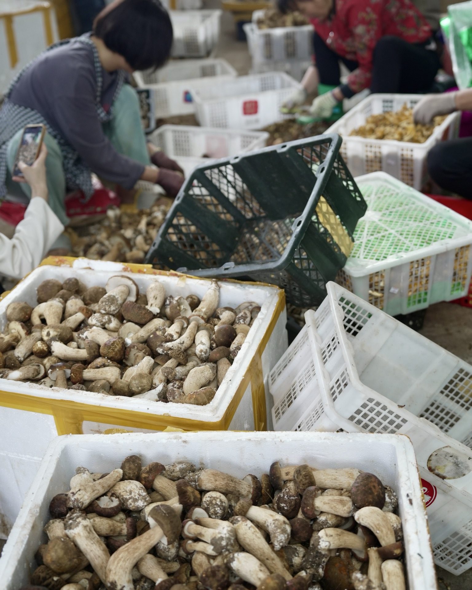 Wild mushroom foragers displaying their forest harvest at a Kunming market — China's Last Frontier loop