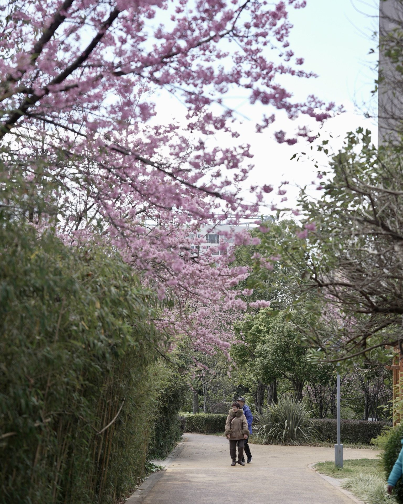 Spring park scene with blossom trees and locals walking in Cuihu (Green Lake) Park, Kunming