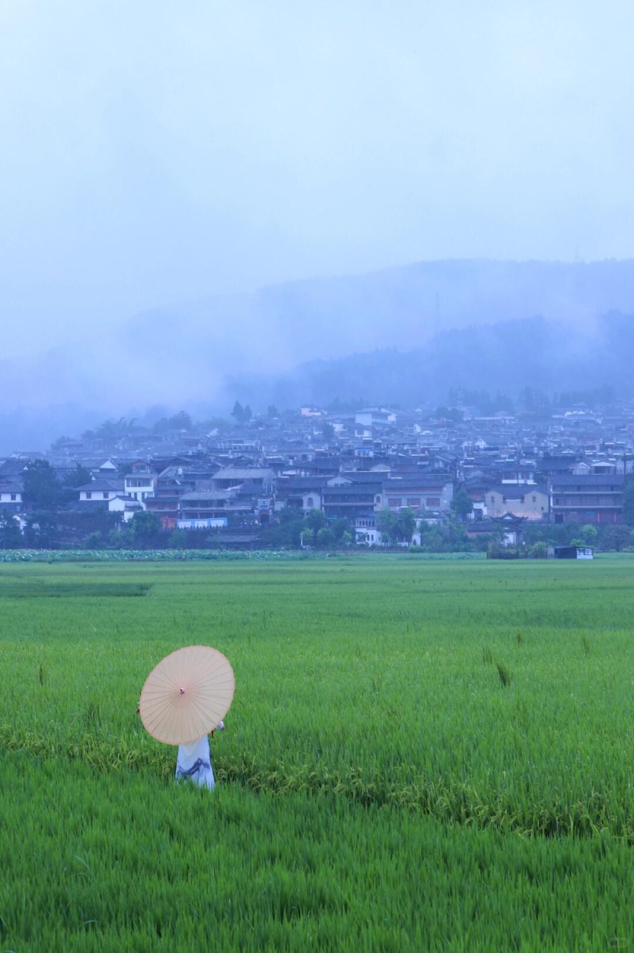 Tea fields in misty rain at Tengchong's Dadi Tea Sea estate