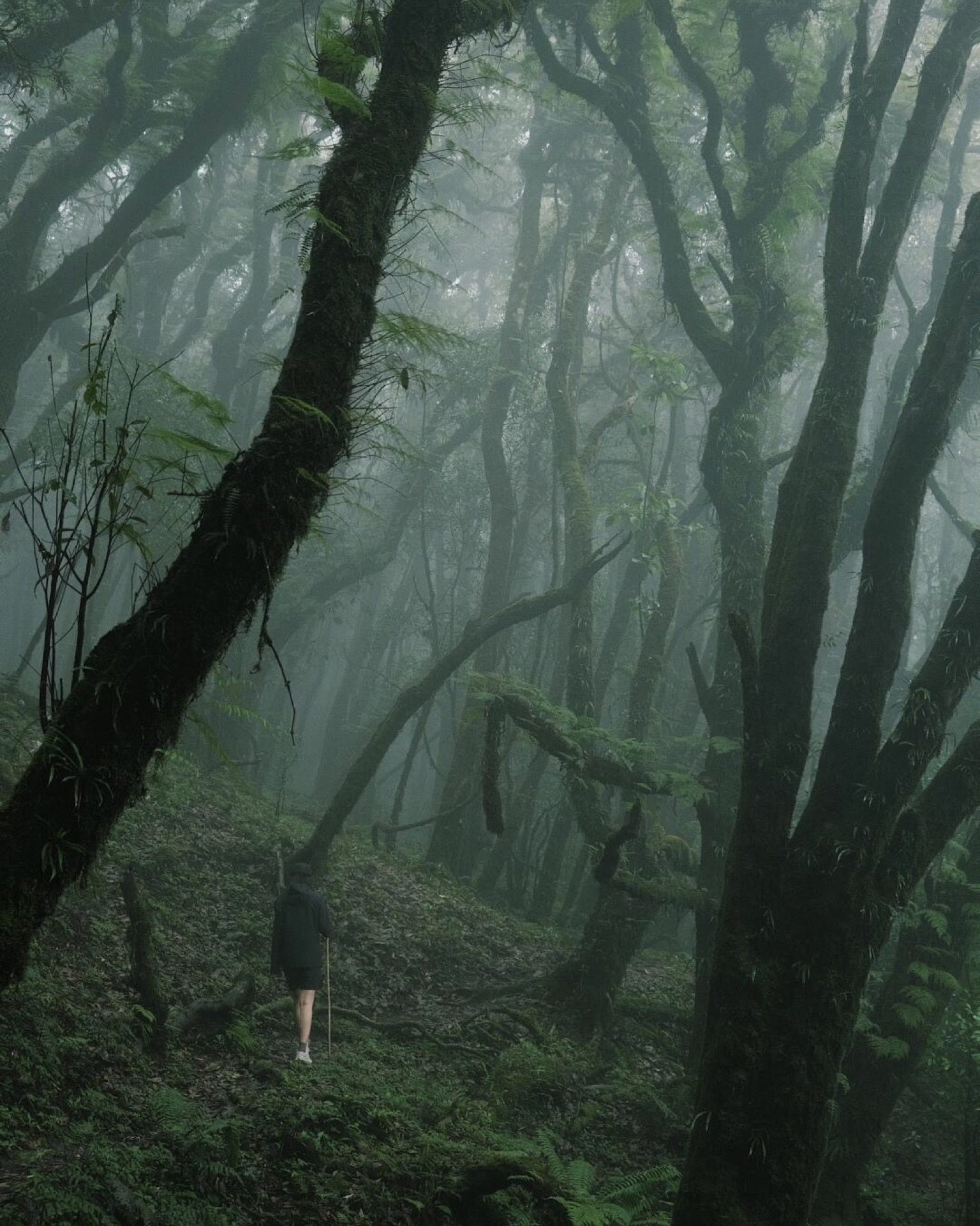 Misty forest hiking trail in the hills above Tengchong