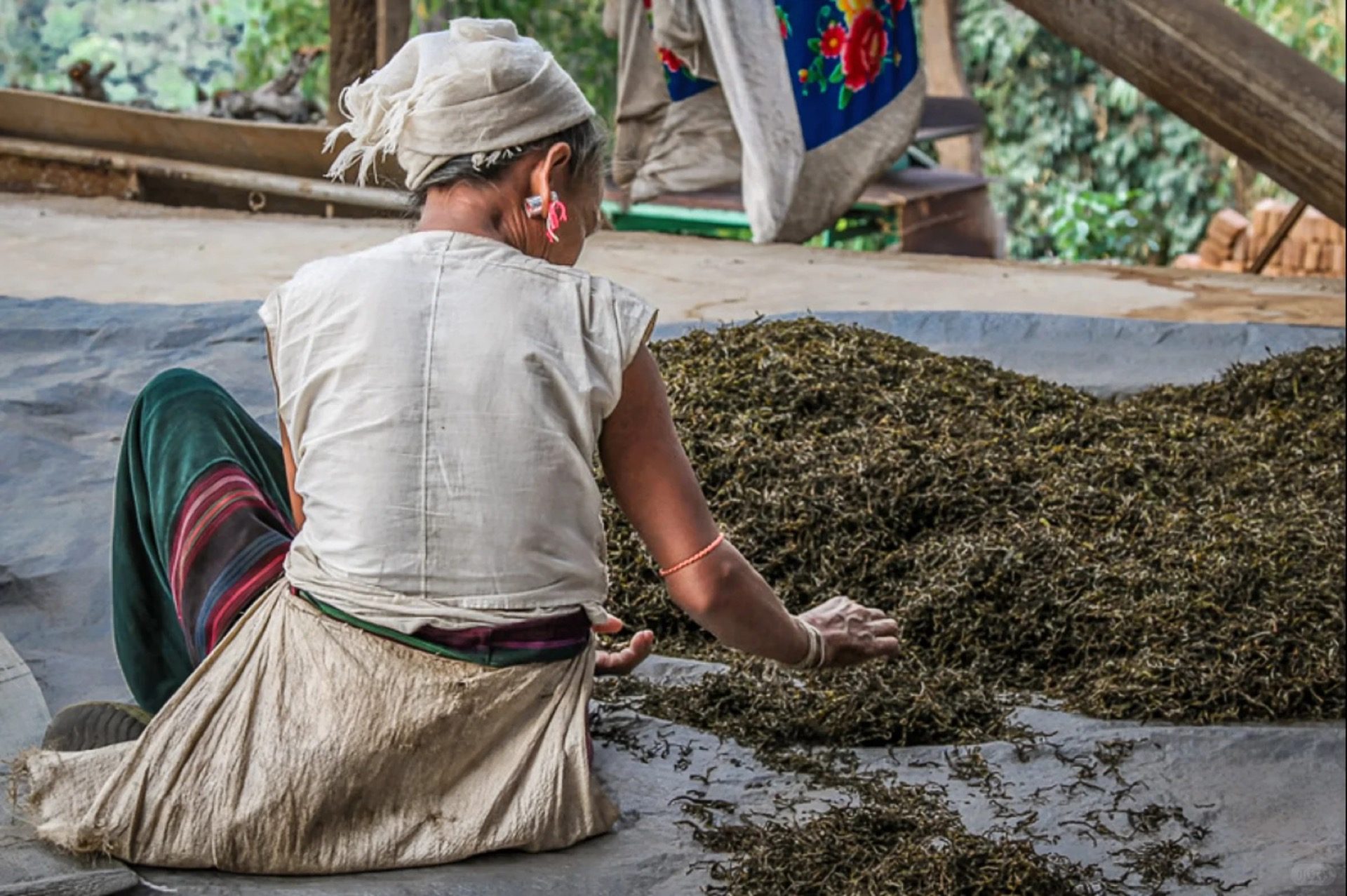 Bulang woman spreading freshly-picked tea leaves to wither on a drying mat — Bolian estate, Jingmai Mountain