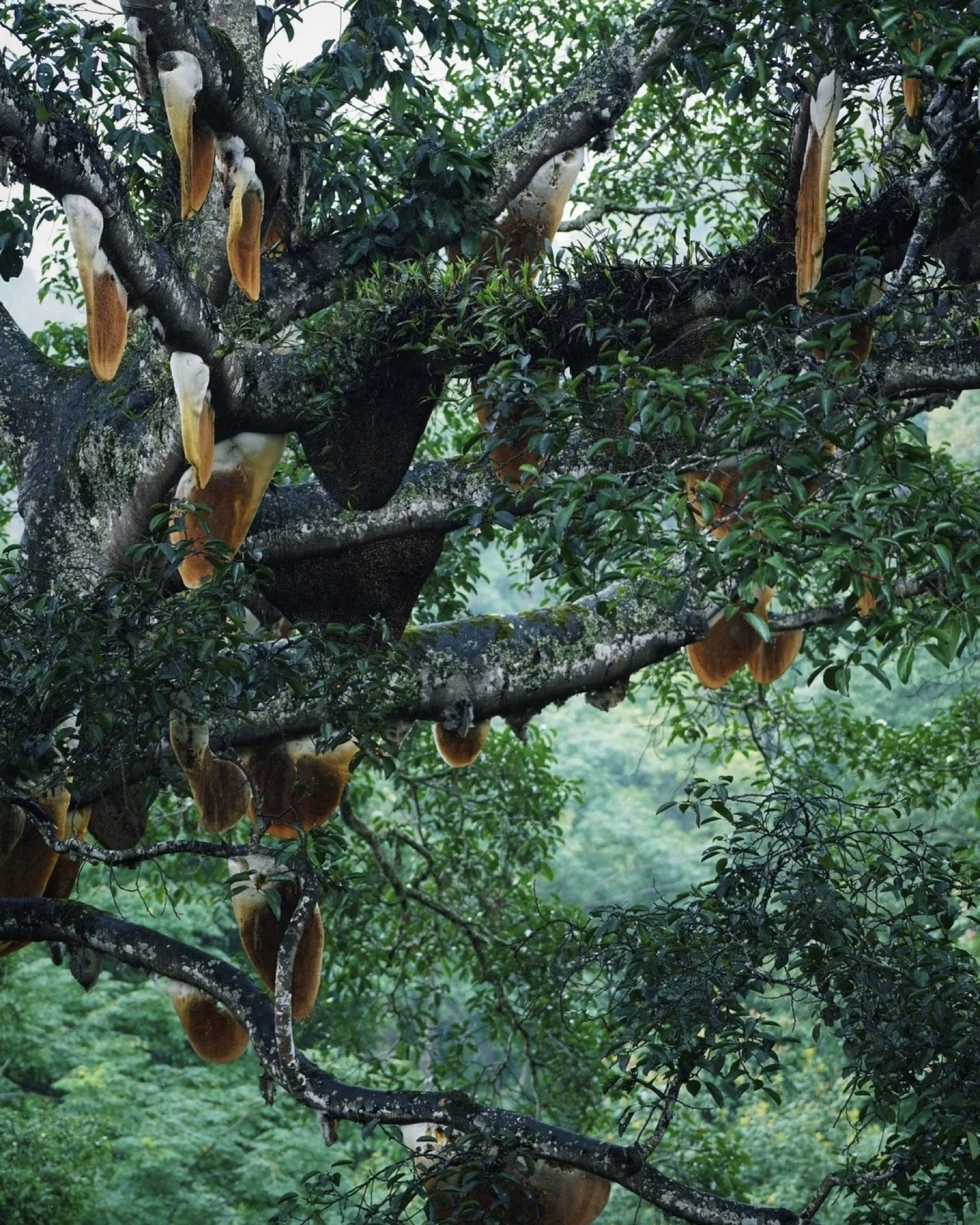 Wild honeycomb in the sacred bee tree (蜂神树) at Jingmai Mountain — Bulang spiritual landscape