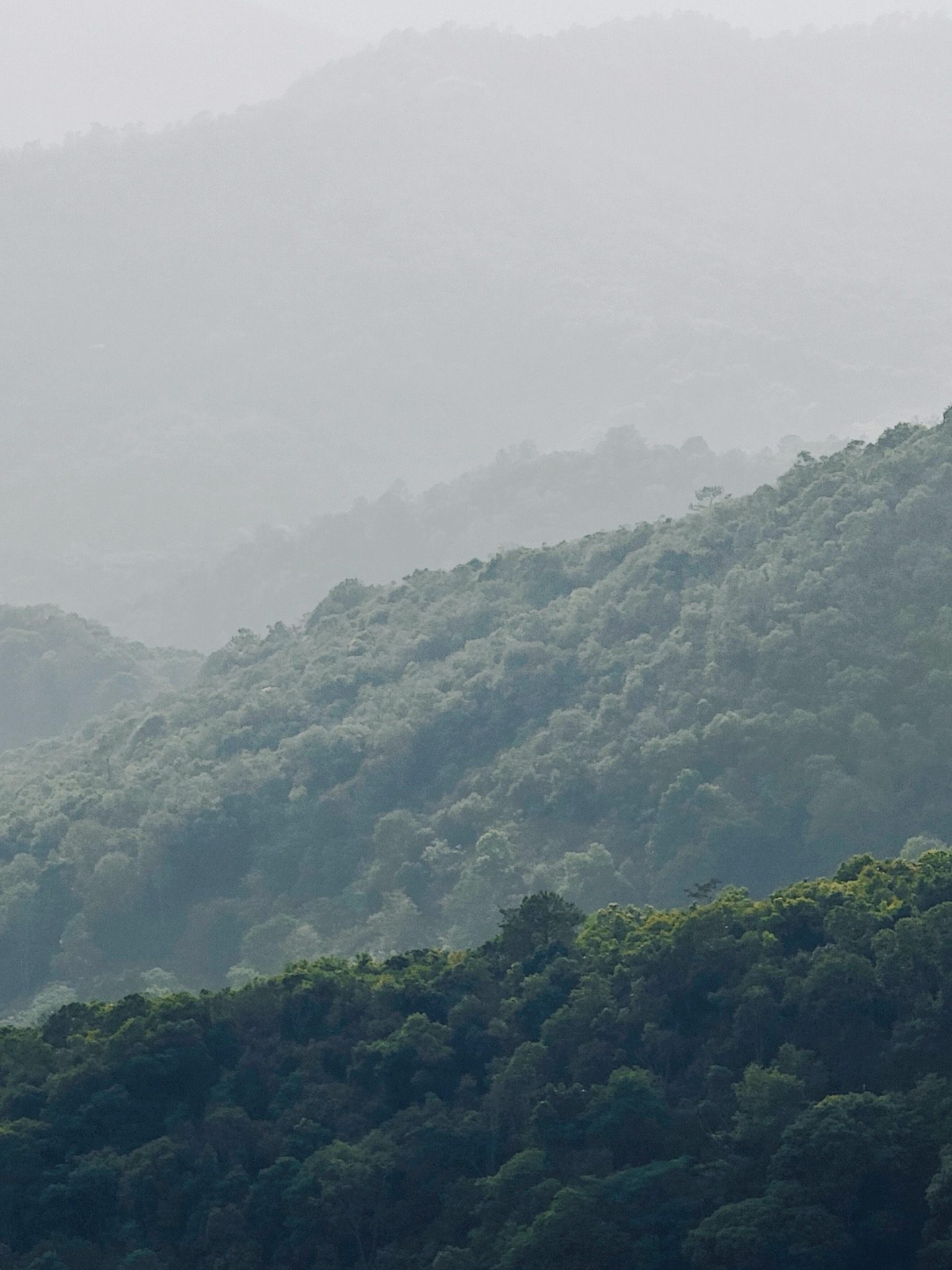 Aerial view over the layered ancient tea-forest canopy at Jingmai Mountain in soft morning mist — UNESCO Bulang tea landscape