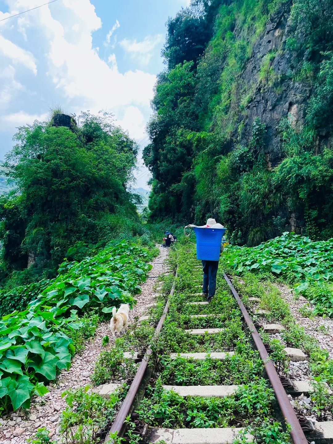 A walker on the old metre-gauge track of the Yunnan–Vietnam Railway, grass and creepers growing between the sleepers beneath a limestone cliff