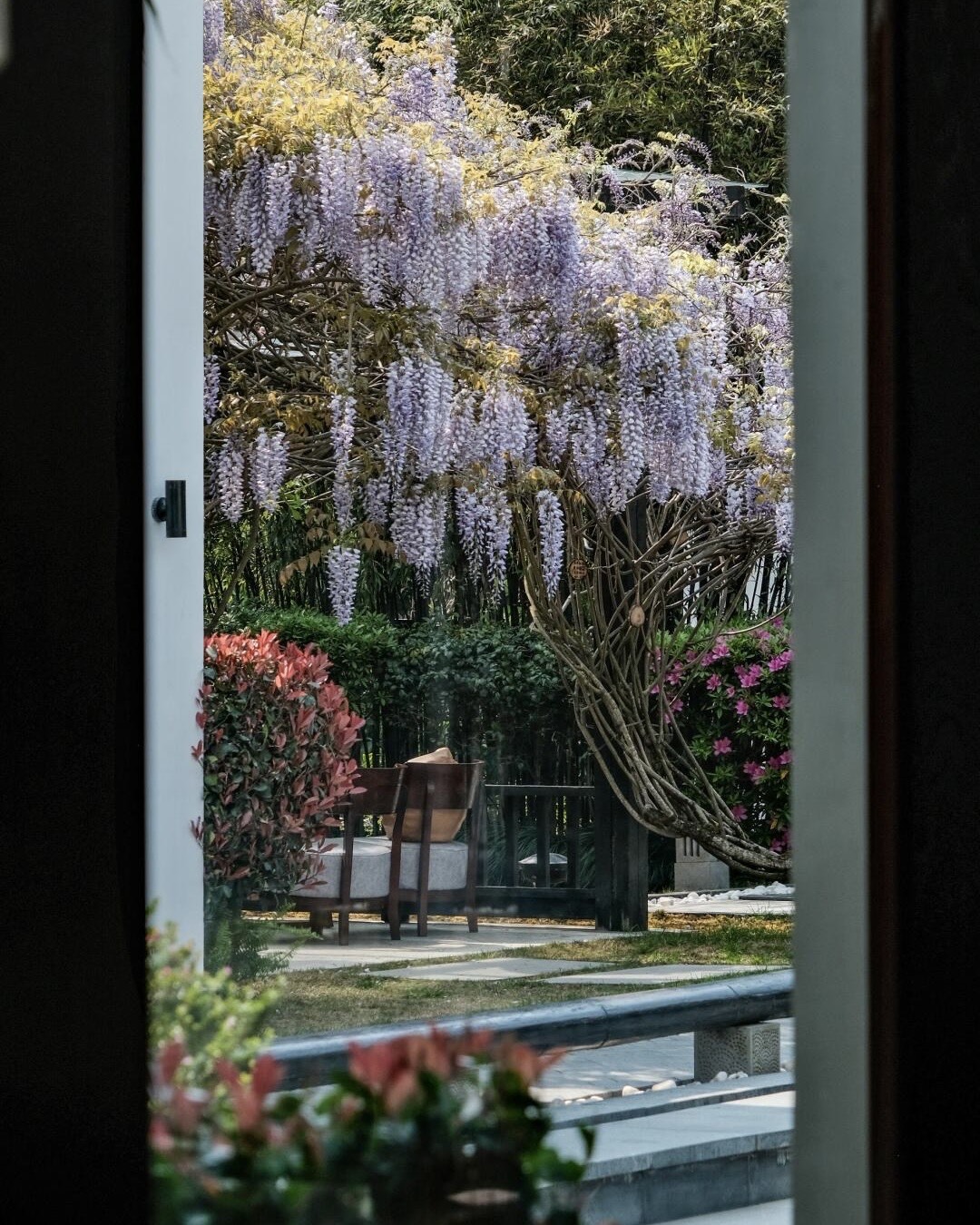View through a doorway of a cascading purple wisteria vine over a garden patio with a single lounge chair.