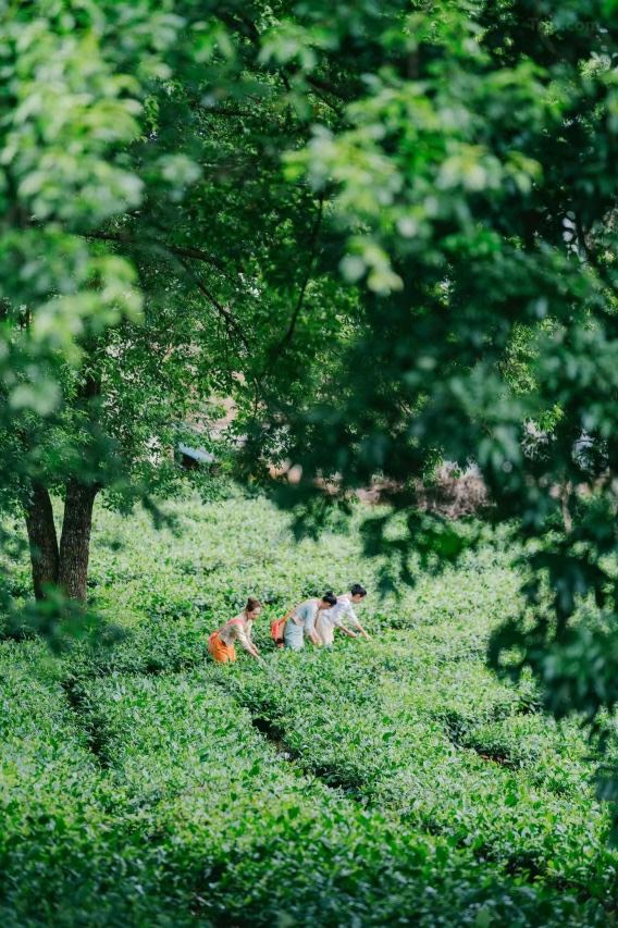Three tea pickers with baskets work through a lush green tea garden framed by leafy overhanging branches.