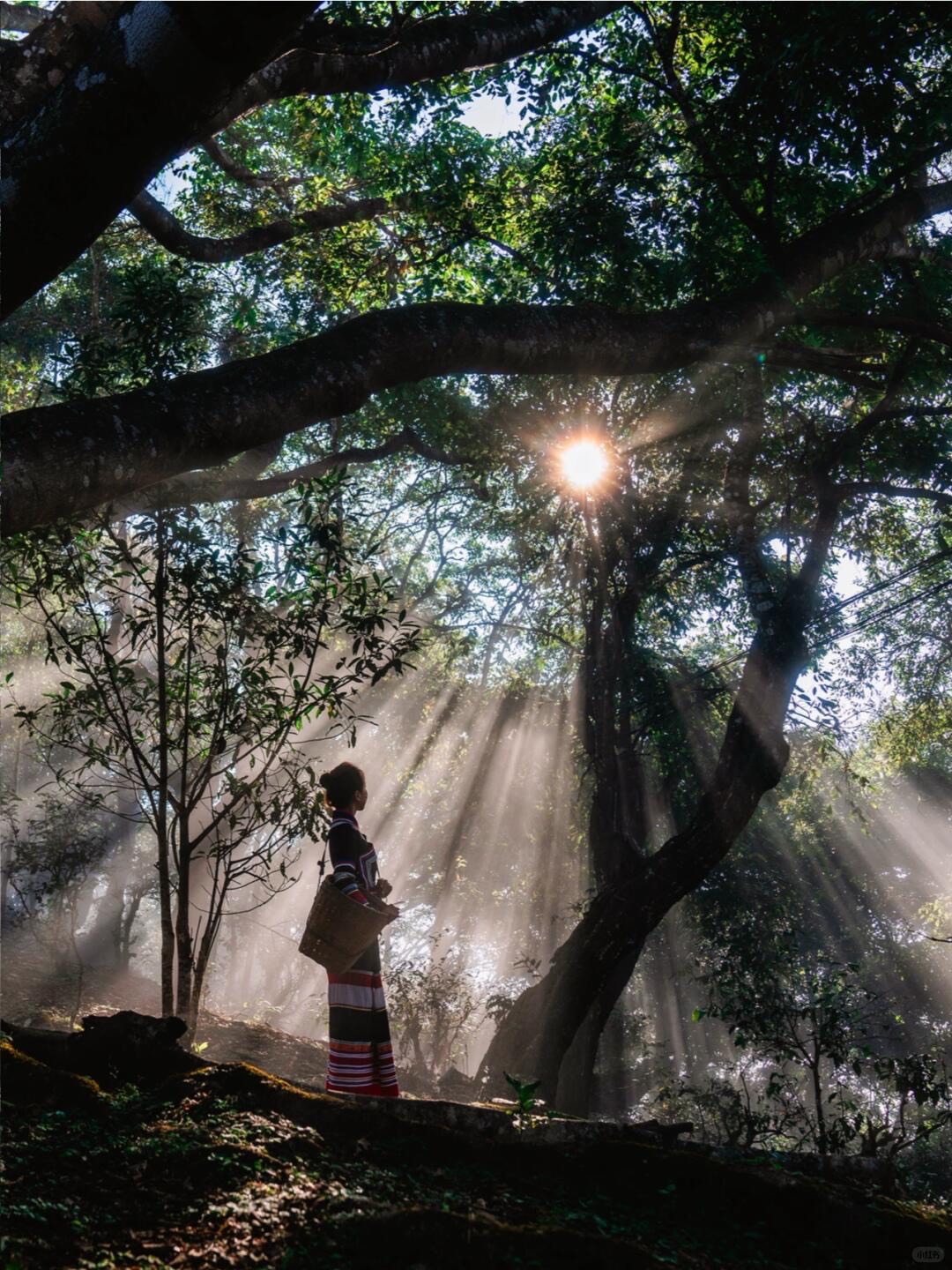 Woman with a back basket stands beneath a vast old tea tree as sunbeams stream through its spreading branches.