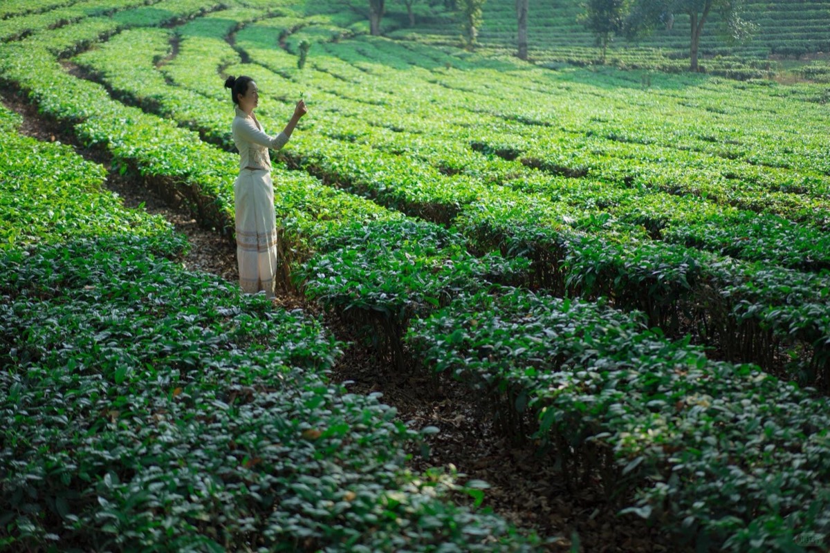 Woman in pale dress standing among curving rows of a green hillside tea plantation.