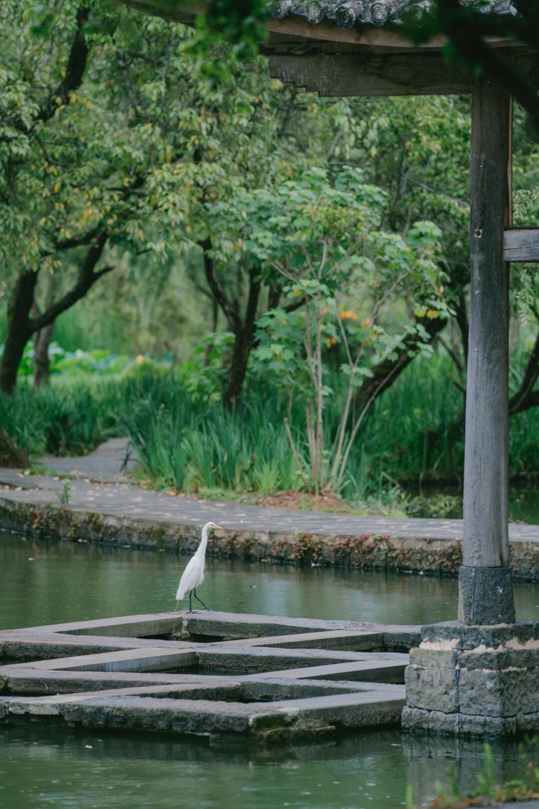 White egret standing on stone platforms in a garden pond beside a timber pavilion and greenery.