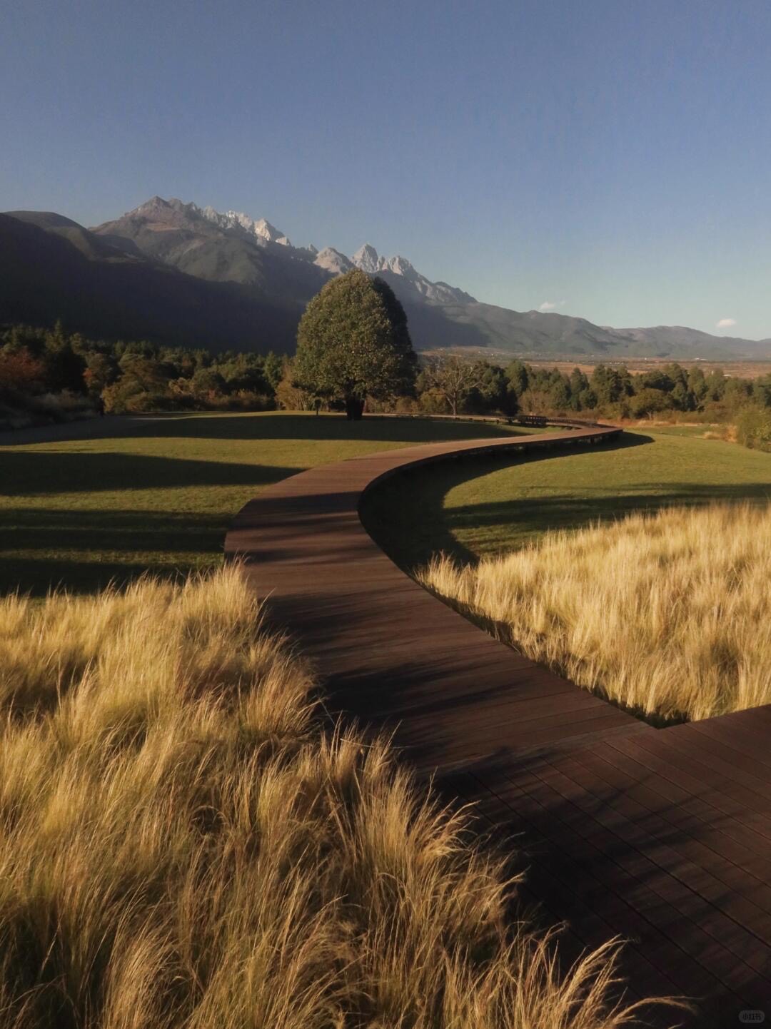 Curving timber boardwalk winding through golden meadow grasses toward snow-capped peaks under a clear blue sky.