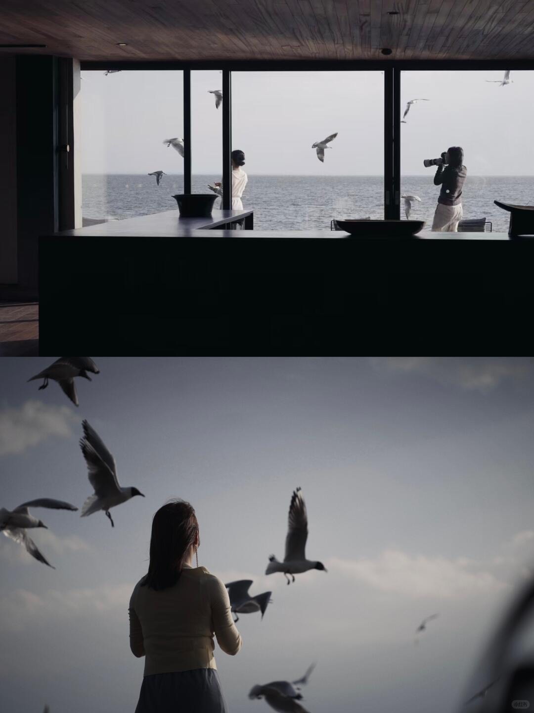 Guests at a picture window over calm water as white gulls wheel outside, one photographing the birds.