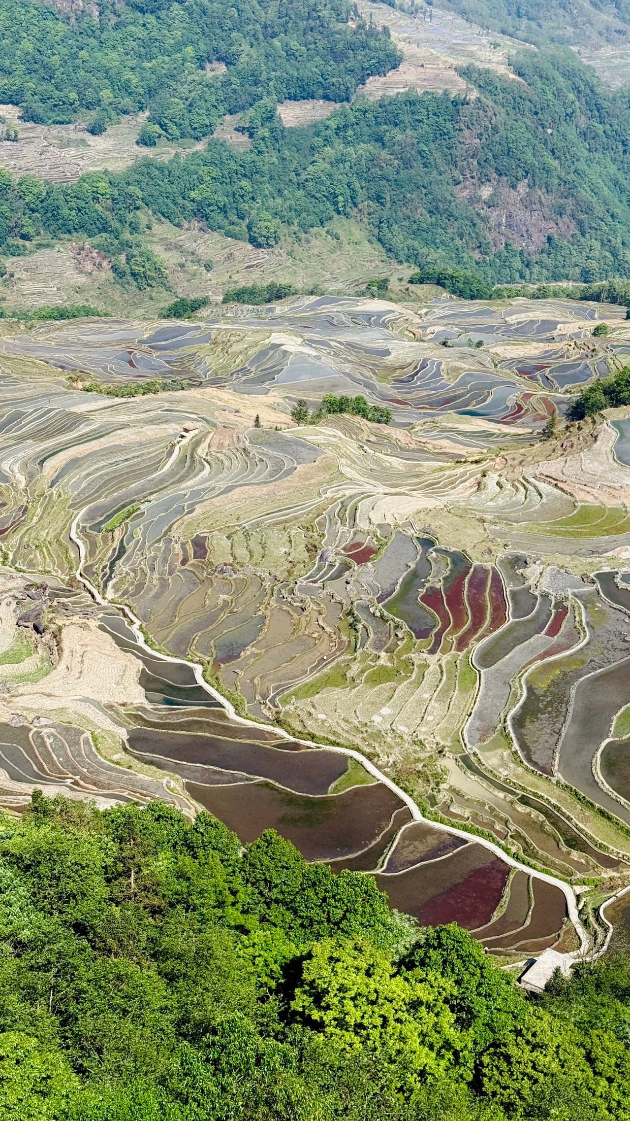 The flooded Yuanyang rice terraces seen from above, water and red algae patterning the paddies
