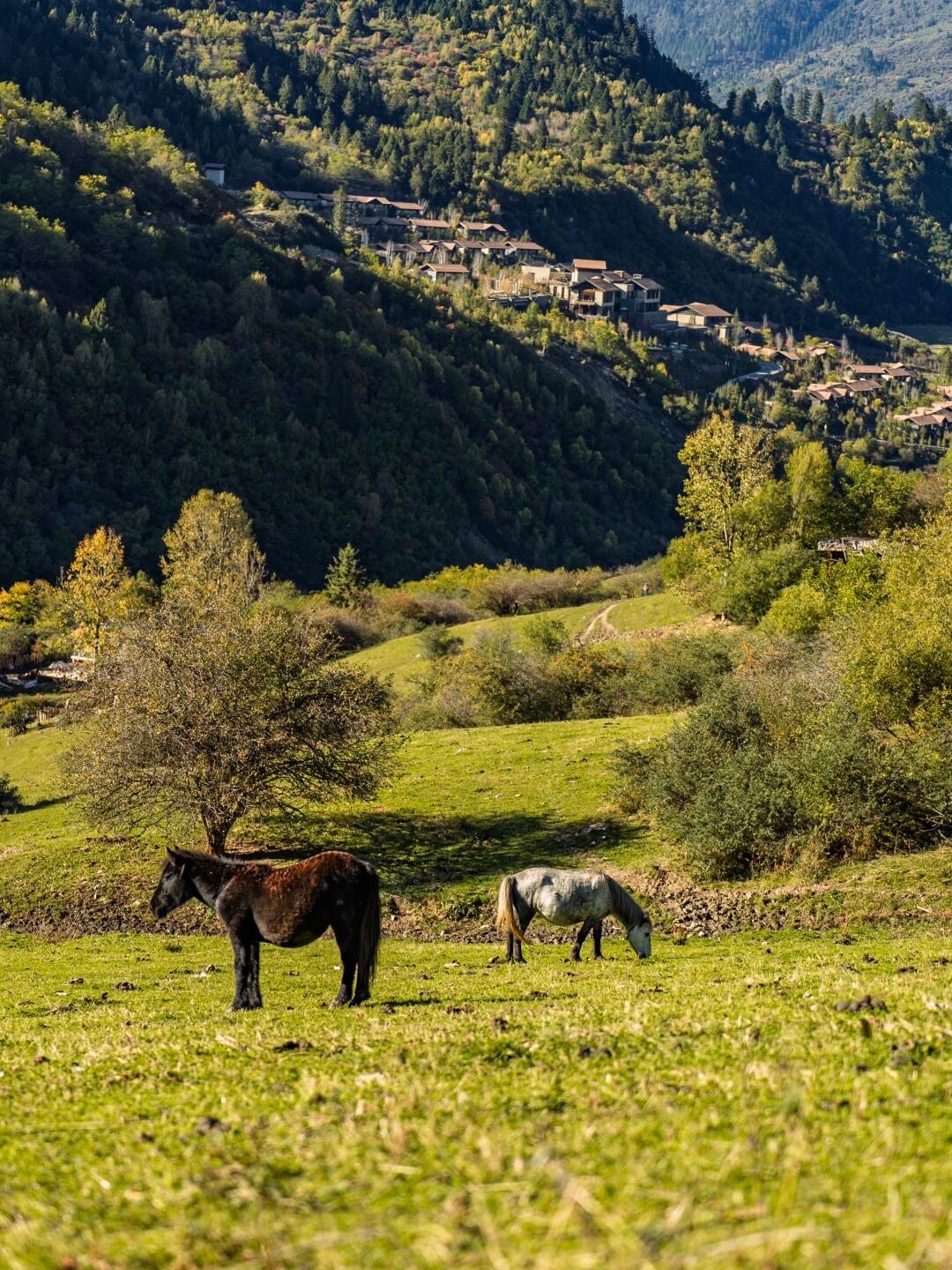 Two horses grazing on a green mountain meadow with the resort village on the wooded slope beyond.