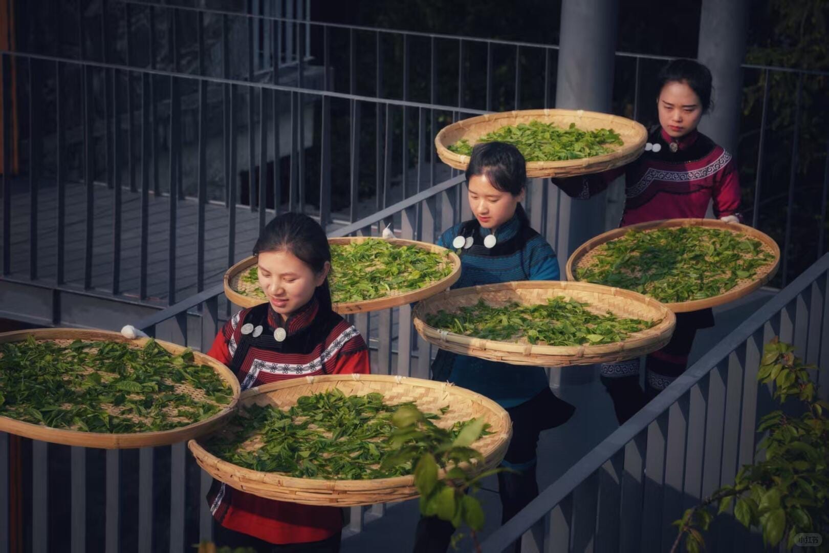 Hani women carrying trays of tea leaves