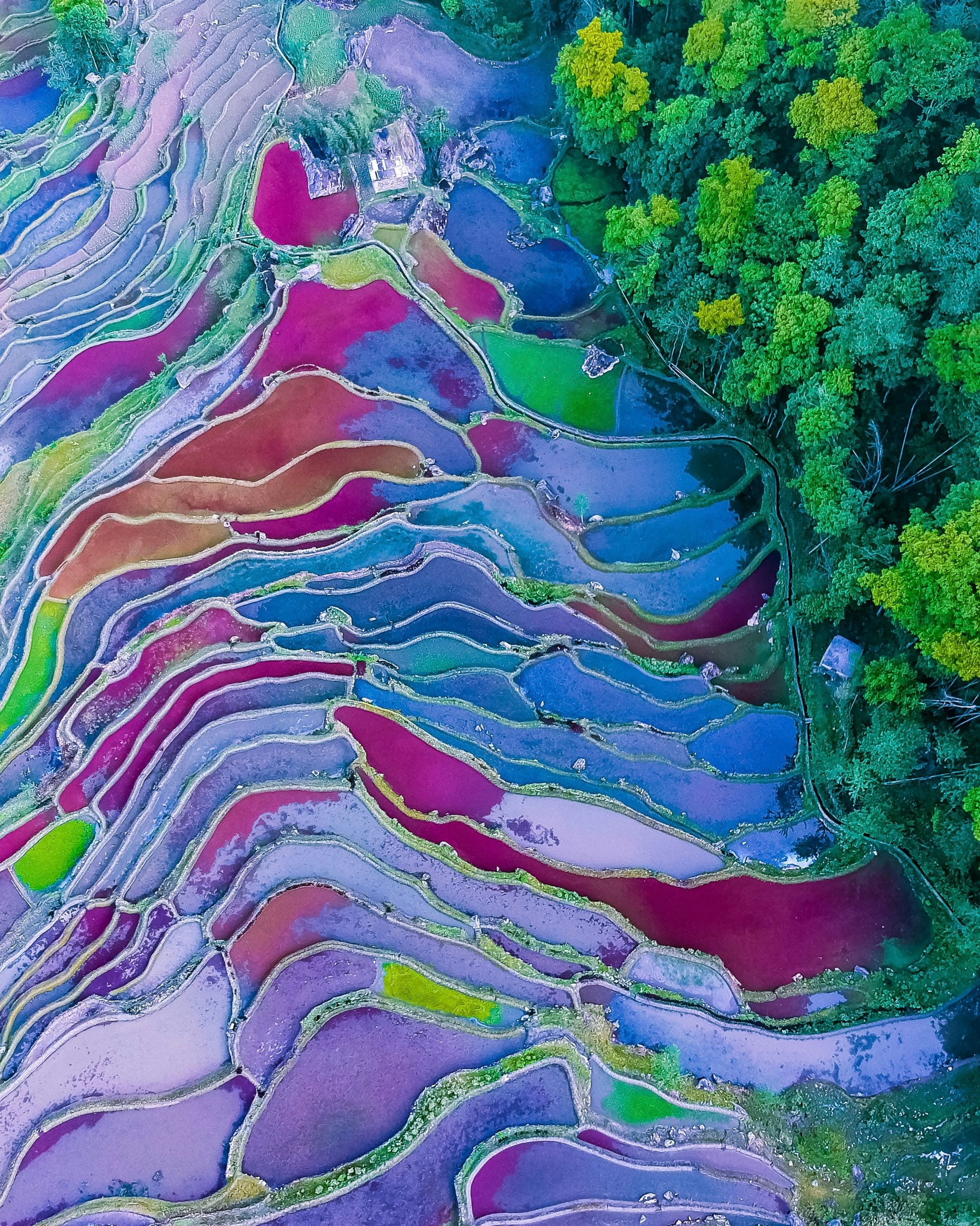 Hani rice terraces