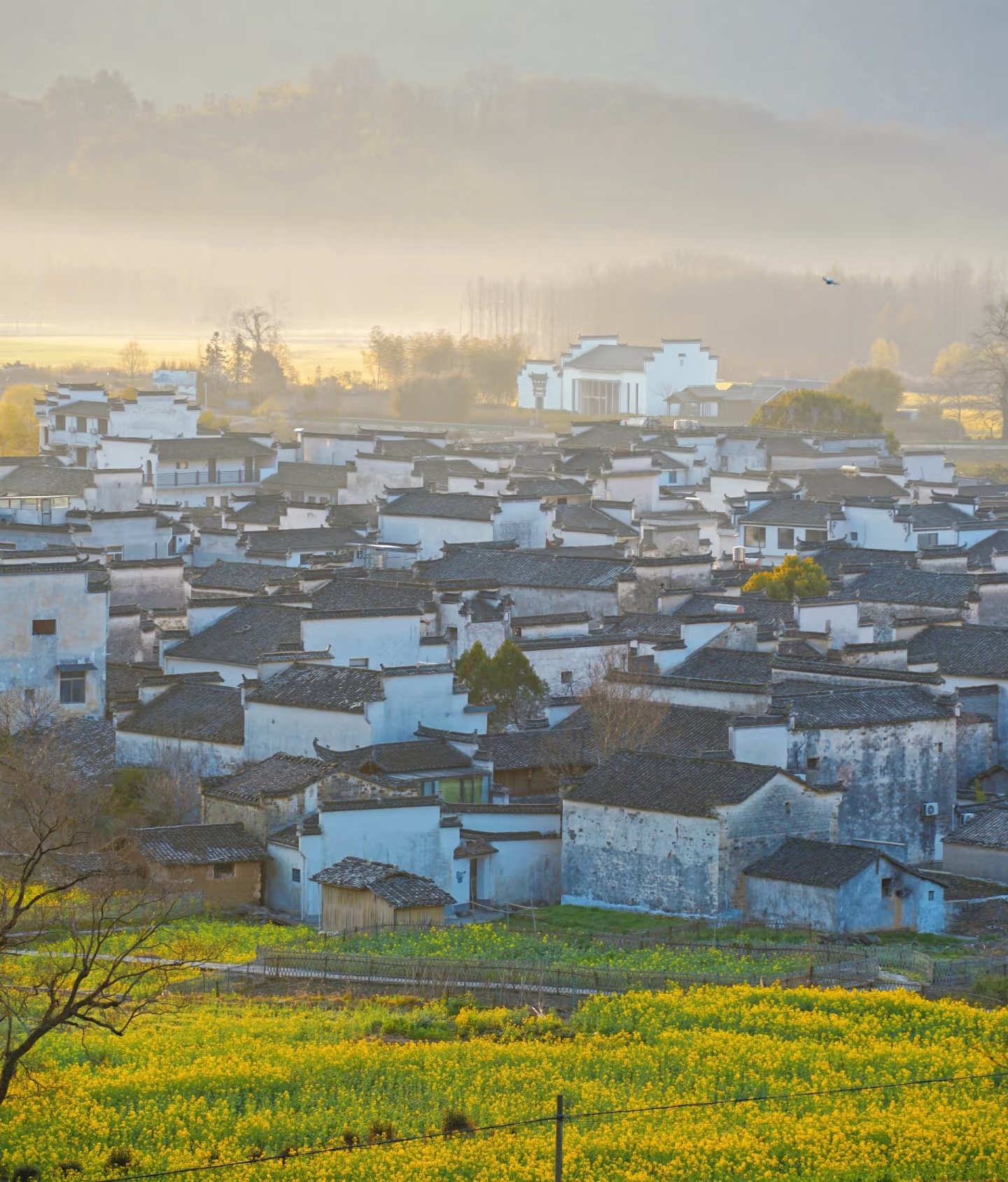 Huizhou village rooftops in the morning mist above yellow rapeseed fields