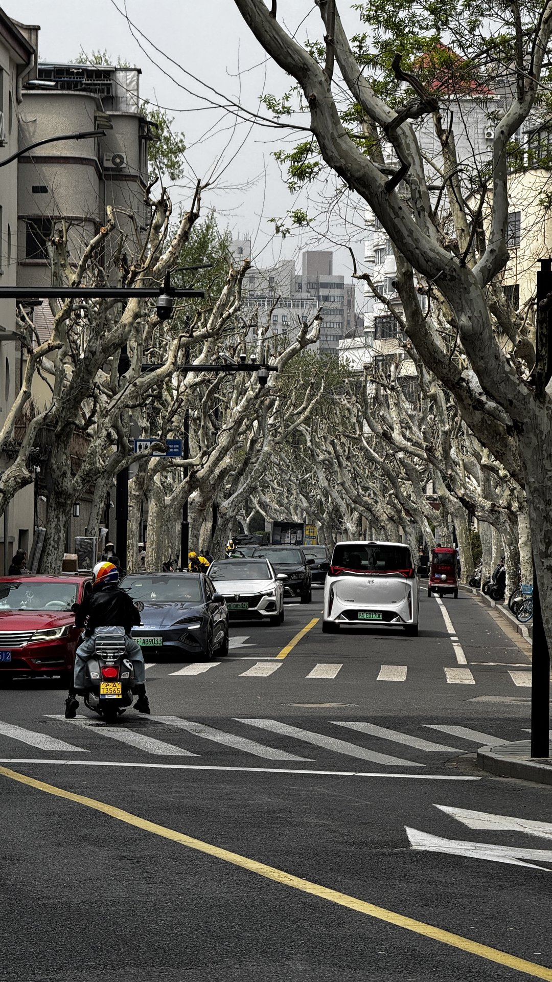 Bare plane trees over a street in the former French Concession, Shanghai