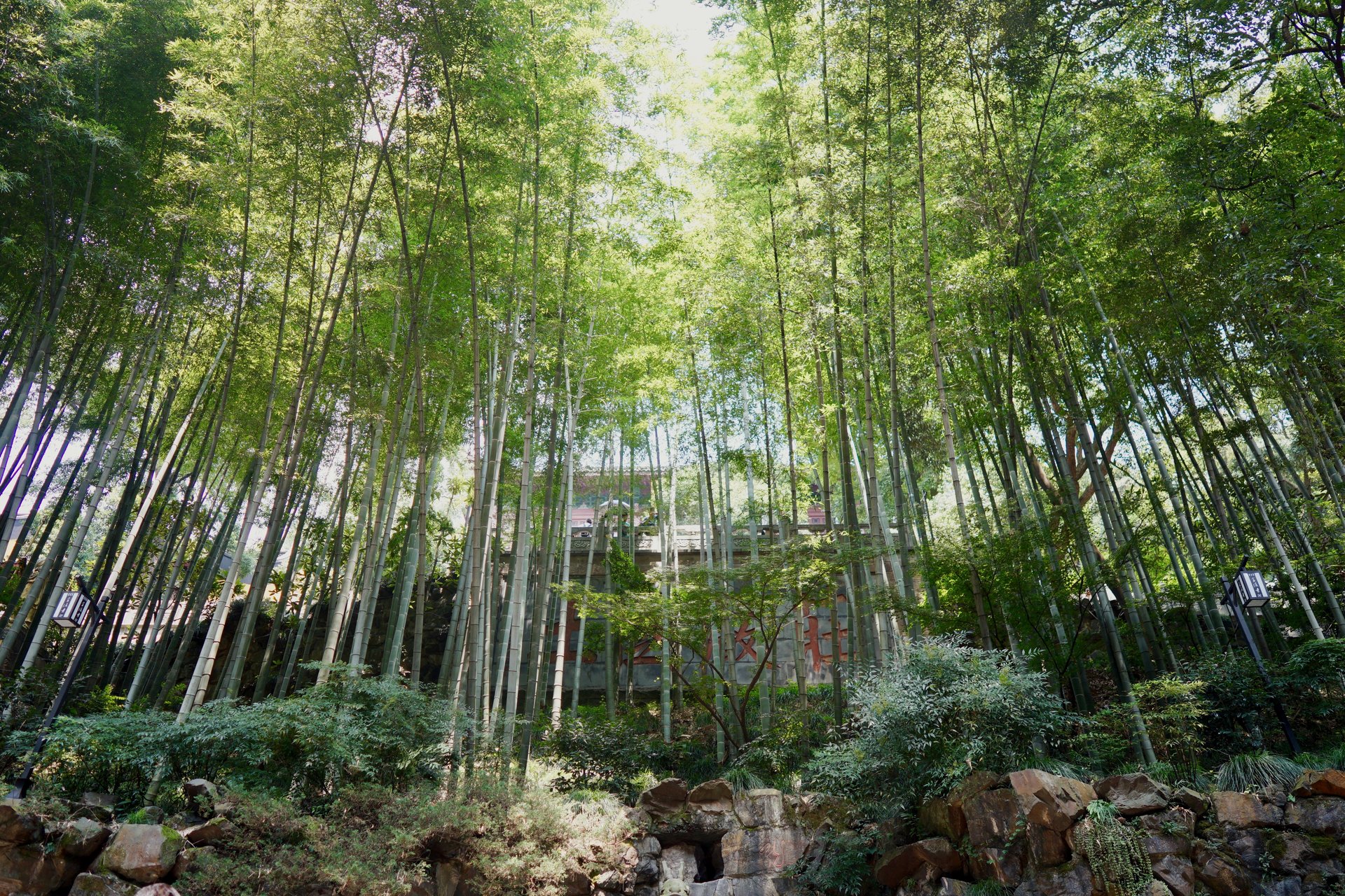 Bamboo above the Lingyin valley, Hangzhou