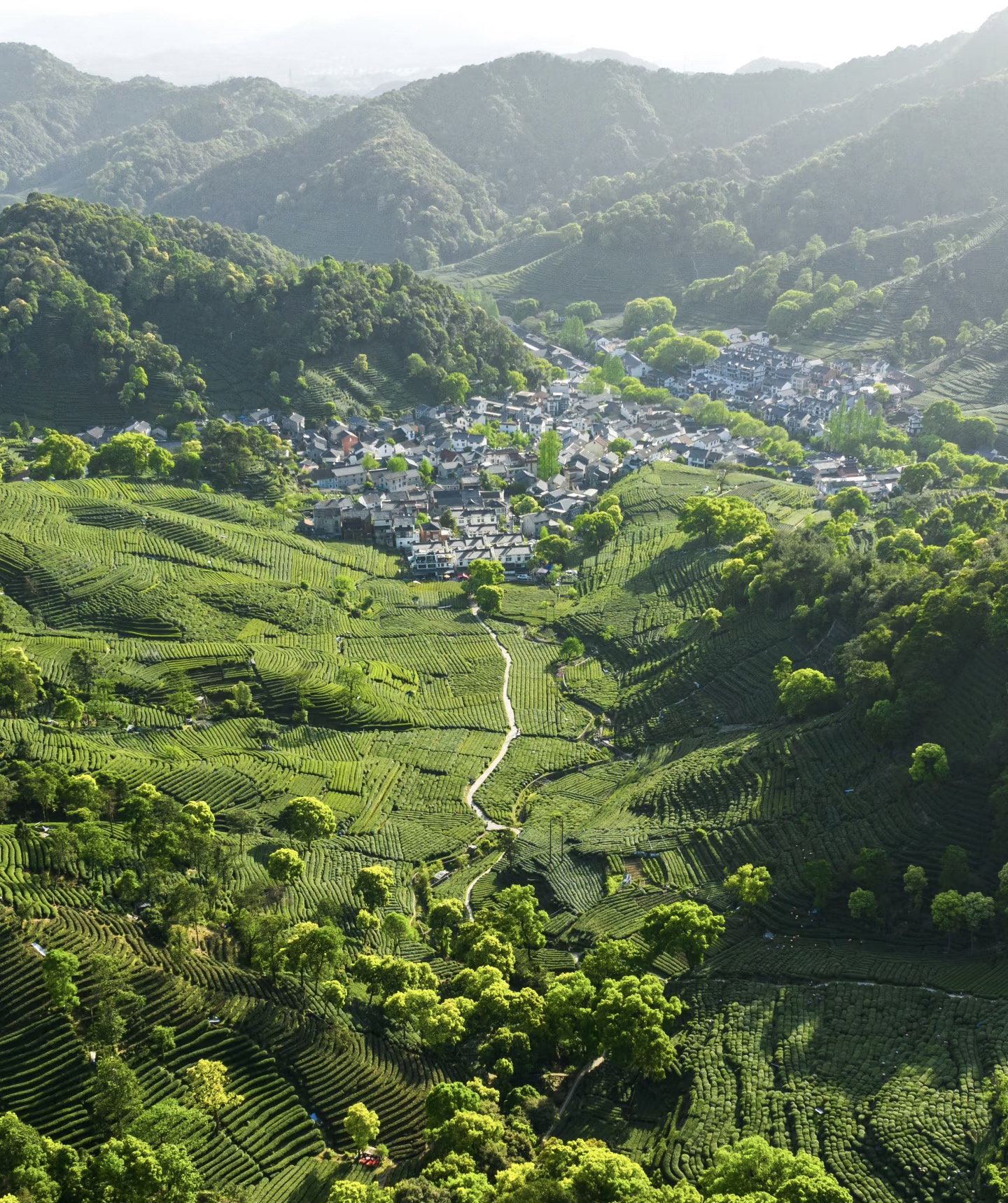 Tea terraces climbing the hills around a village